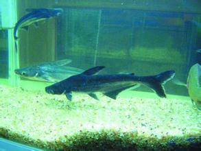 观赏小鲨鱼可以跟地图 血鹦鹉一起饲养吗?_36