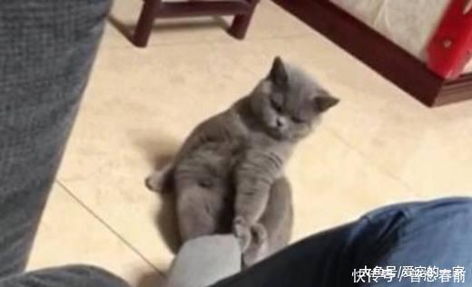 一张有味道的图片, 猫猫闻过后懵在原地, 这是什
