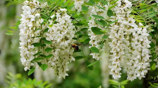 槐花季,这种红槐花能吃吗?