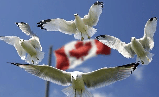 加拿大总理向中国示好? 或不会跟随美国禁止华