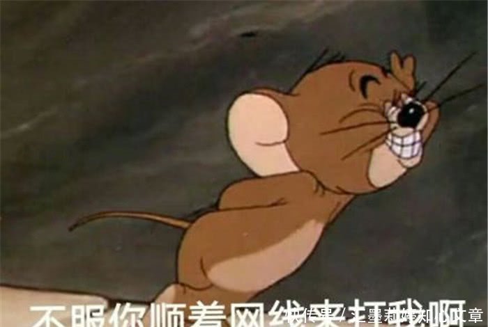猫和老鼠系列搞笑表情:不服你顺着网线来打图十幅搞笑图片图片