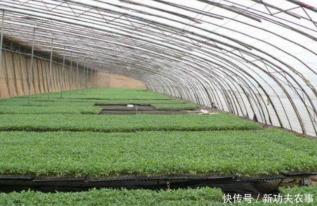 黄瓜种植:大棚黄瓜高产栽培技术,年亩产15000