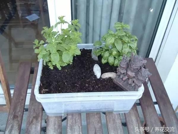 瓶子做花盆图案 t01d04fbf62950c6459.jpg?size=600x450