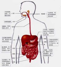 是食物消化吸收的主要场所,盘曲于腹腔内,上连胃幽门,下接盲肠,全长约