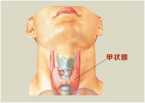 甲状腺是有名的