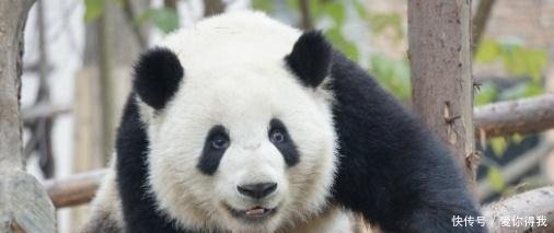 外国网友为什么所有的大熊猫必须用中国名字中
