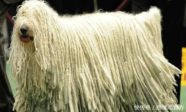 中国家禁养的26种狗