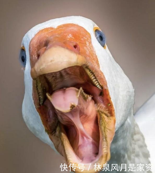 彪悍的鹅生不需要解释,任天堂直面会的白鹅怎