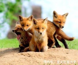 民间故事: 狐狸精的传说