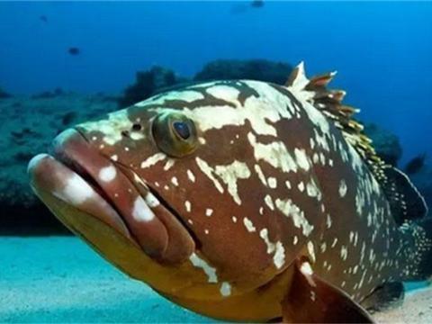 三門峽水族館求解魟魚水腫的治療方法