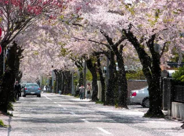 日本有哪些小众赏樱地 我们都帮你看好了!