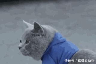 猫咪记仇别把猫咪惹毛啦!
