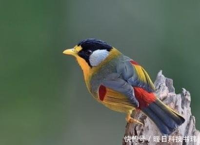 虱什么氧成语_成语口中蚤虱图片(3)