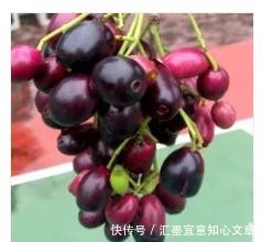 有一种果子,一听名字就觉得恶心,却卖40多元一