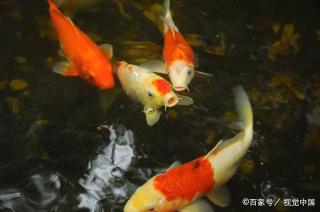 寧鄉(xiāng)鴻運水族魚缸店（寧鄉(xiāng)鴻運水族魚缸店地址） 全國水族館企業(yè)名錄