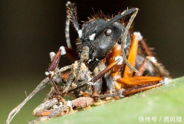 动物界的行尸走肉：僵尸蚂蚁，真菌的傀儡