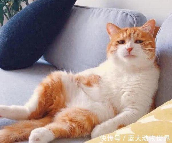 主人加班到早上回家,沙发上的橘猫表情绝了图片无情表情带字图片