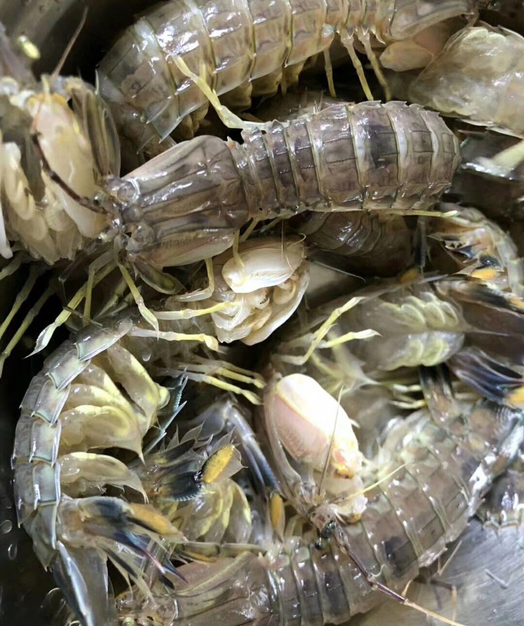 惠州:大亚湾比亚迪,天上人间的生活,天天吃海鲜