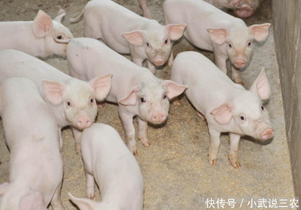 为何2018年猪价下跌严重,未来又将如何呢?!