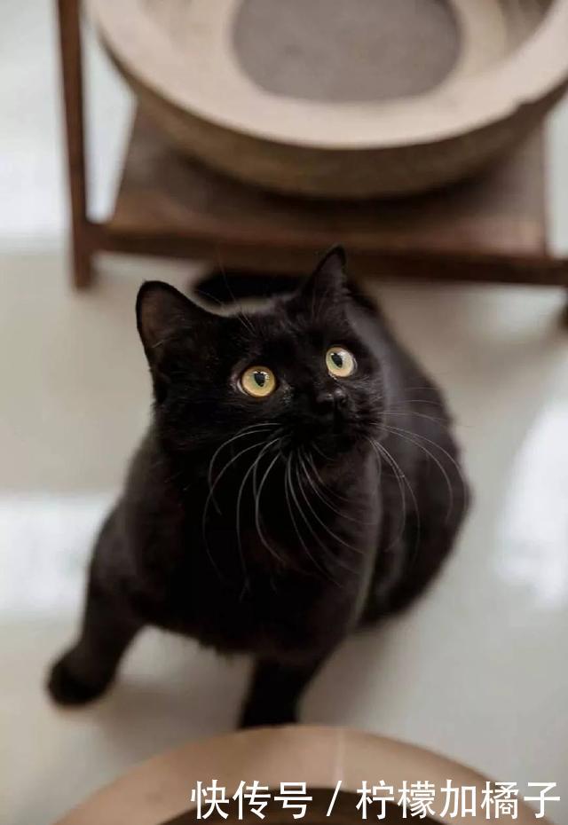 家里养一只黑猫是一种什么样的体验?满眼都是
