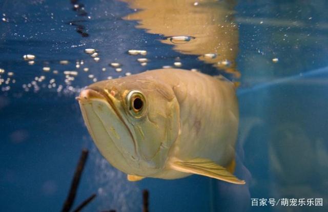 龍魚芯片號(hào)查詢的官方渠道有哪些？（關(guān)于龍魚芯片號(hào)查詢的問題） 水族問答