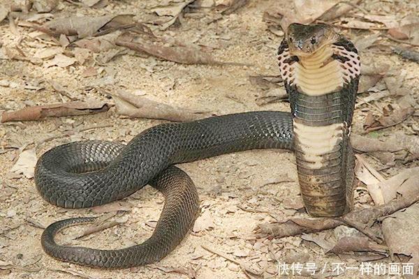 中国十大毒蛇排名图片, 看看中国最毒的蛇是什