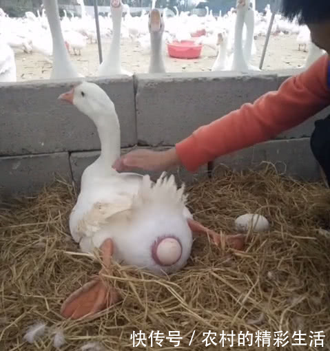 农村小男孩给自家鹅“接生”,00后看不懂,80后满眼泪水!