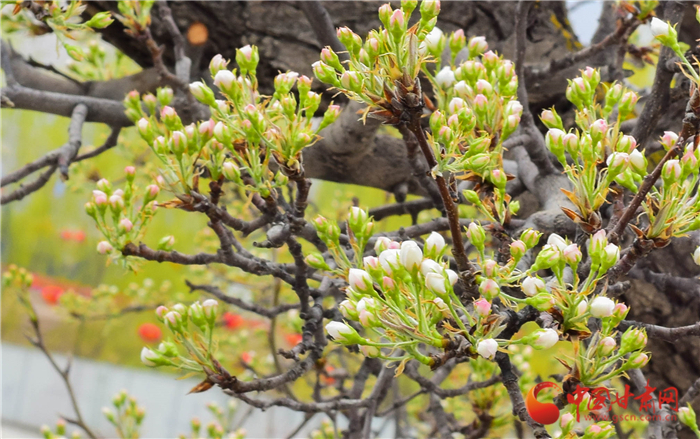 乍暖还寒时,翦玉蹙花苞.含苞待放的梨花,蕴含着充沛的生命力.