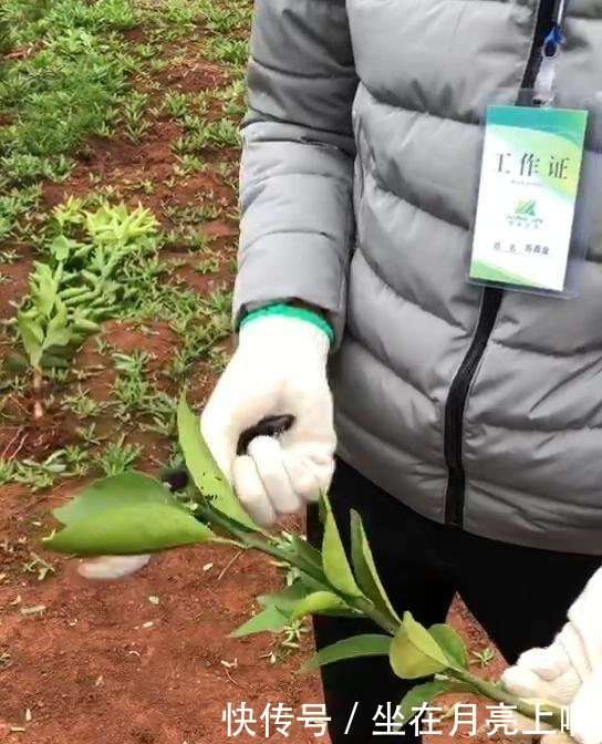 无核沃柑树苗栽培技术视频