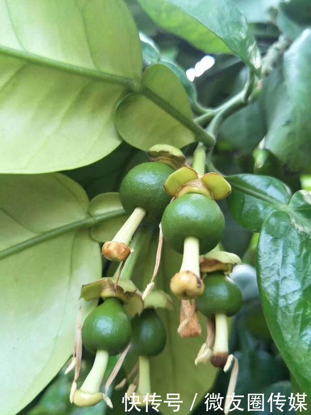 在福建平和有一种水果管溪蜜柚曾经是皇家贡品