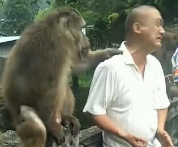 男子喂猴子吃花生,却被猴子扇耳光,游客纷纷拍