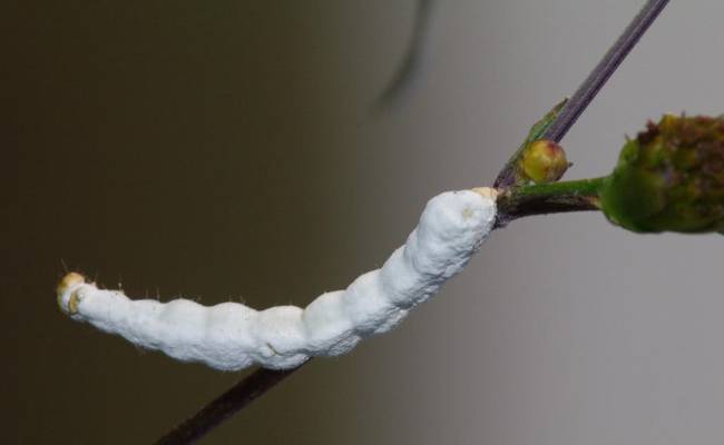 感染病菌死掉的虫子，是名医青睐的中药，能美白祛斑