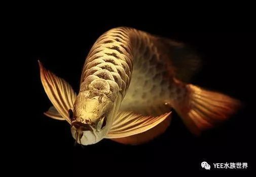 龍魚(yú)和虎魚(yú)混養(yǎng)尺寸（龍魚(yú)和虎魚(yú)混養(yǎng)尺寸一樣嗎）