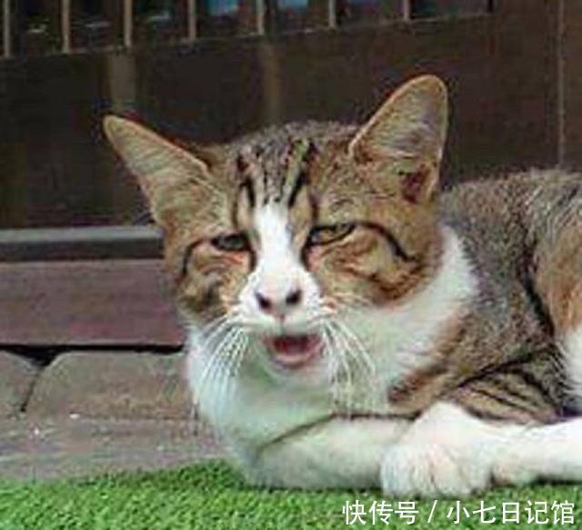 拉低猫界颜值!猫也很图片,猫:我大全打了个无辜微信哈欠就是包表情出来图片