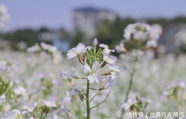 武汉郊区的脉地花都迎来芍药花盛放期,5月底前