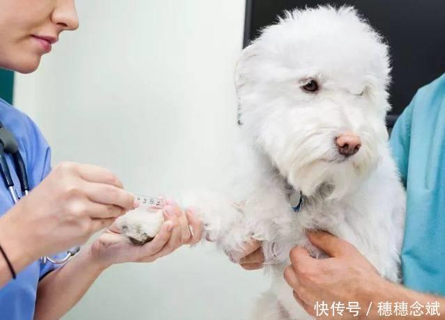 日本最新研究,犬疫苗注射时间可拉长,间隔2、
