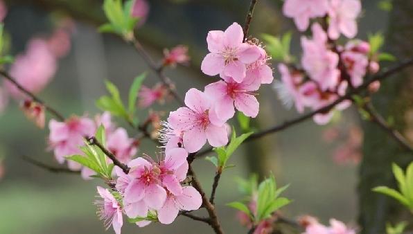 烂桃花