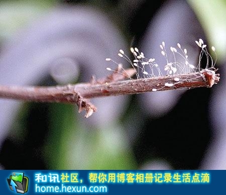 草蛉虫