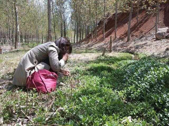 河边最常见的一种植物,老一辈经常用它熬粥煮