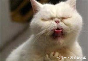 可爱卖萌表情猫咪笑死我了表情图走开1!你丑到朕了图片