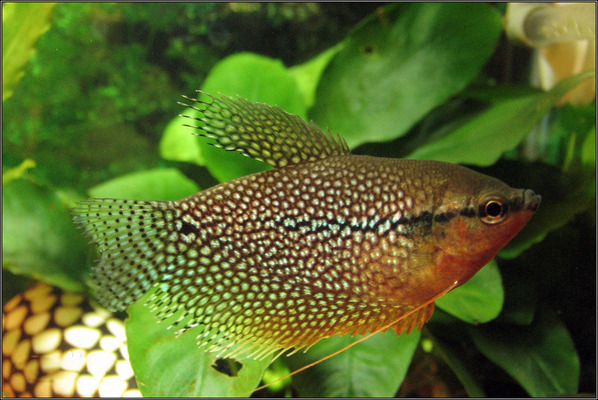 紅龍魚的正確飼養(yǎng)方法圖解大全集視頻講解（紅龍魚的正確飼養(yǎng)方法圖解大全集視頻講解下載）