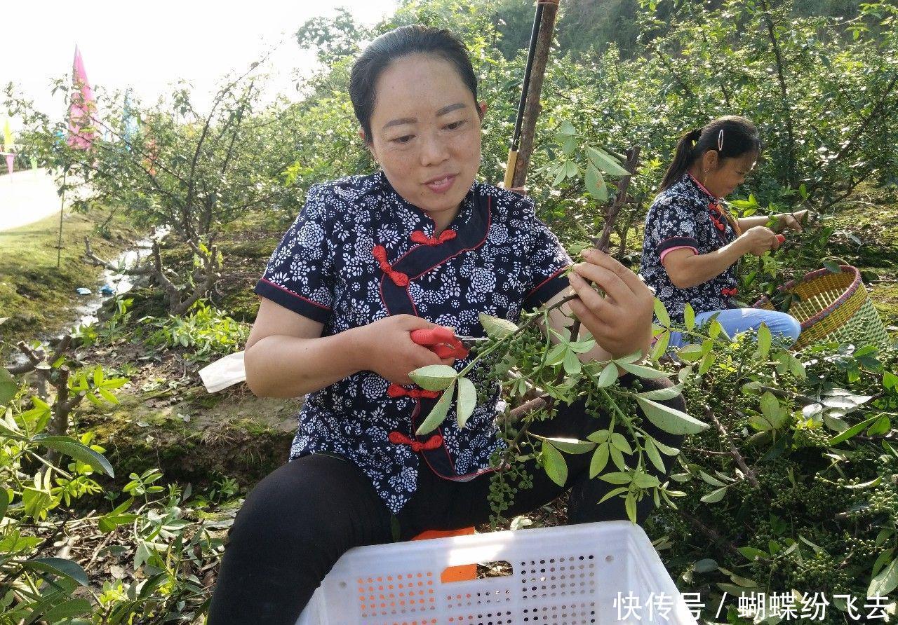 总投资800余万!占地300余亩,平昌建设全国最大