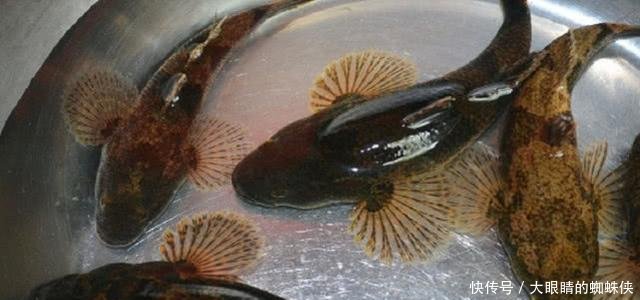 农民养猪不赚钱,不如养它,一度两千元一斤,供不