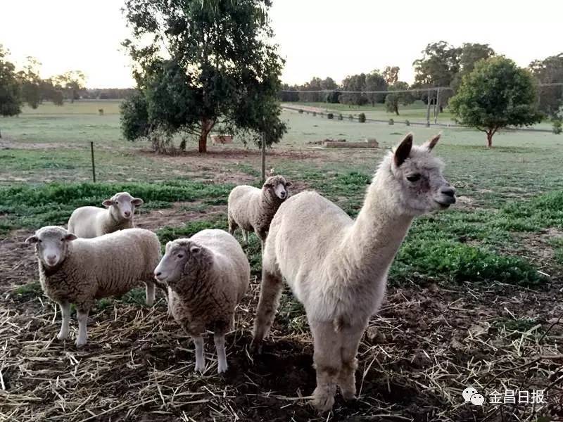 金昌姑娘李依晋在澳大利亚打工旅行的故事