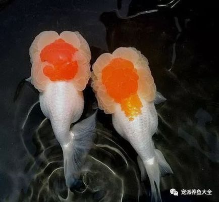 威海二手魚(yú)缸轉(zhuǎn)讓市場(chǎng)在哪里最近（威海二手魚(yú)缸轉(zhuǎn)讓市場(chǎng)在哪里最近的）