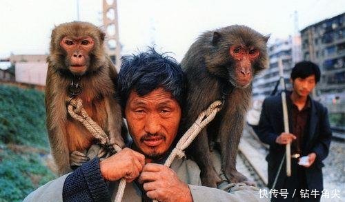 如何训练猴子?耍猴属不属于虐待动物?