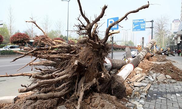 梦见结满枣的枣树，收获与幸福的预兆