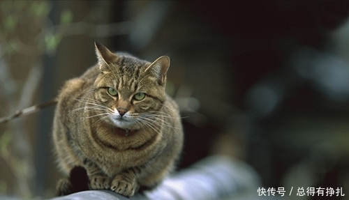 圆脸虎斑猫:虎斑猫怎么才能胖脸呢,虎斑猫一个