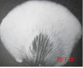 用新鲜的蘑菇制作的孢子印呈什么形状_360问答
