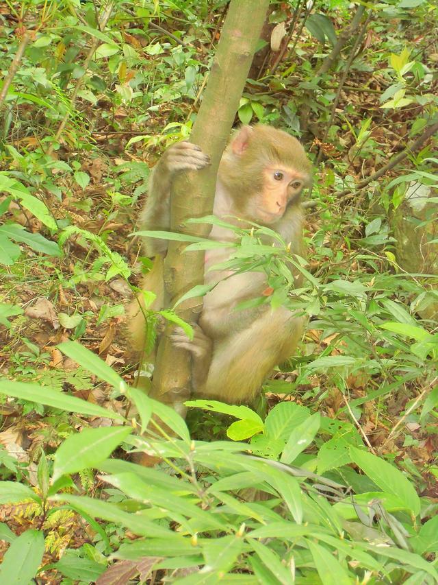 在张家界国家森林公园 我们遇到了这群小可爱